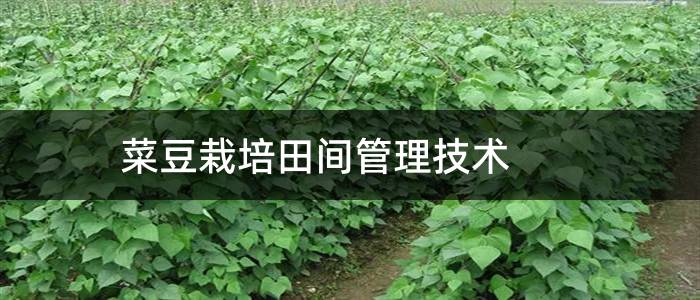 菜豆栽培田间管理技术