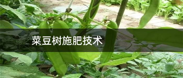 菜豆树施肥技术
