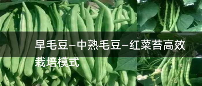 早毛豆—中熟毛豆—红菜苔高效栽培模式