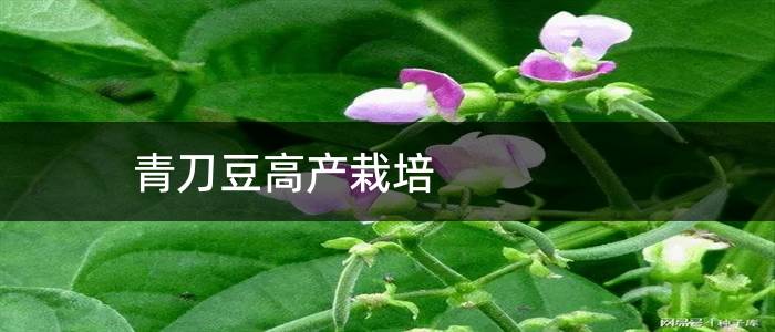 青刀豆高产栽培