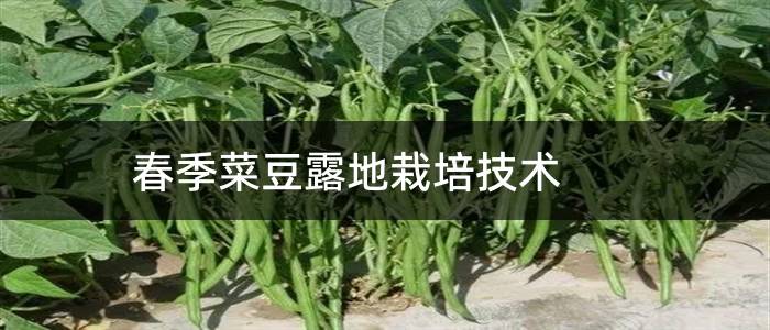 春季菜豆露地栽培技术