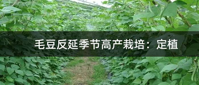 毛豆反延季节高产栽培：定植