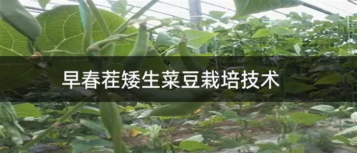 早春茬矮生菜豆栽培技术