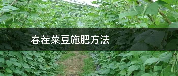 春茬菜豆施肥方法