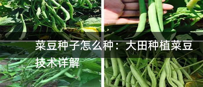 菜豆种子怎么种：大田种植菜豆技术详解