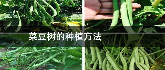 菜豆树的种植方法
