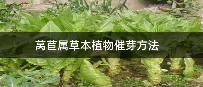 莴苣属草本植物催芽方法