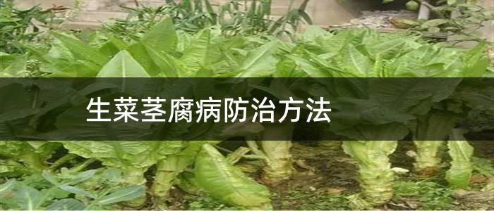 生菜茎腐病防治方法