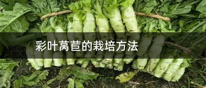 彩叶莴苣的栽培方法