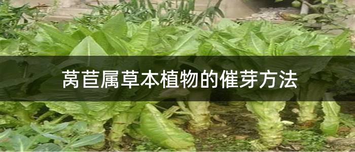 莴苣属草本植物的催芽方法