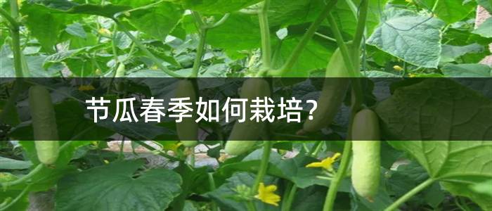 节瓜春季如何栽培？