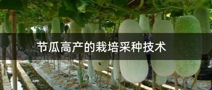 节瓜高产的栽培采种技术