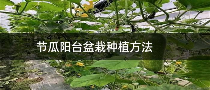 节瓜阳台盆栽种植方法
