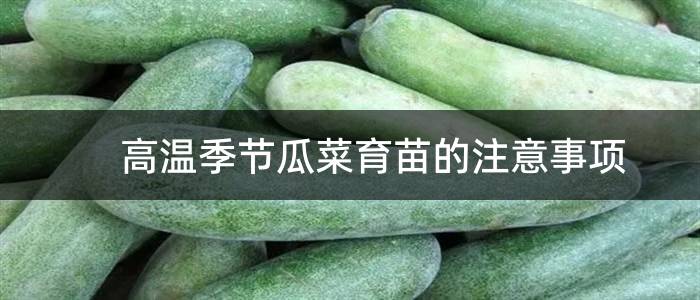 高温季节瓜菜育苗的注意事项