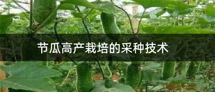 节瓜高产栽培的采种技术