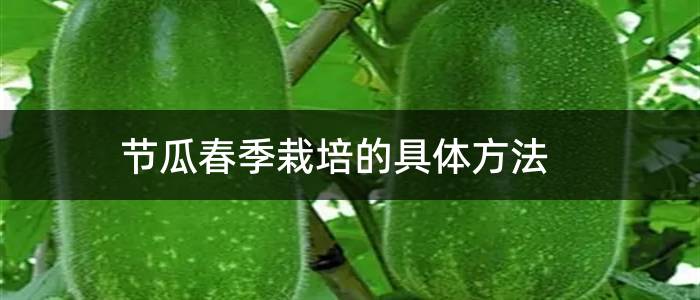 节瓜春季栽培的具体方法