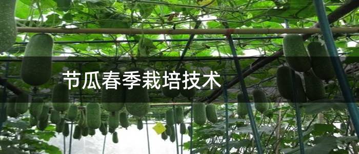 节瓜春季栽培技术