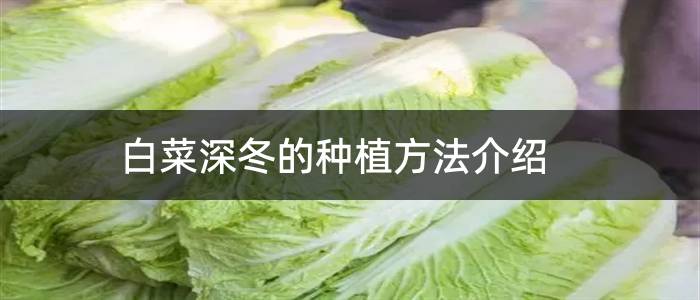 白菜深冬的种植方法介绍
