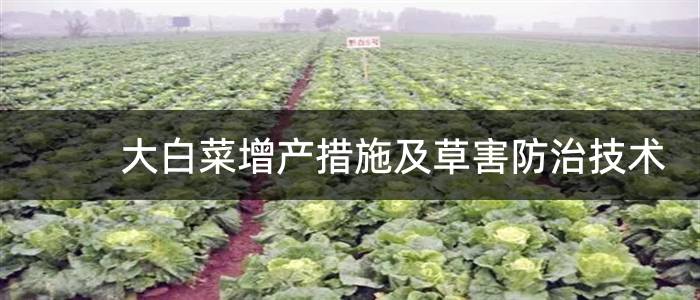 大白菜增产措施及草害防治技术