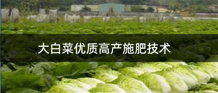大白菜优质高产施肥技术