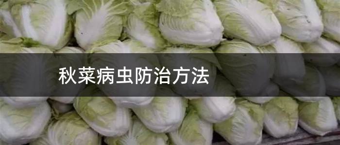 秋菜病虫防治方法