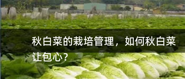 秋白菜的栽培管理，如何秋白菜让包心？