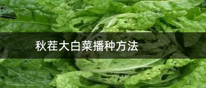 秋茬大白菜播种方法