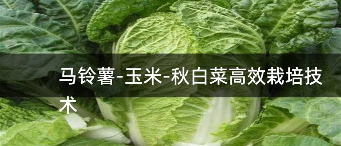 马铃薯-玉米-秋白菜高效栽培技术