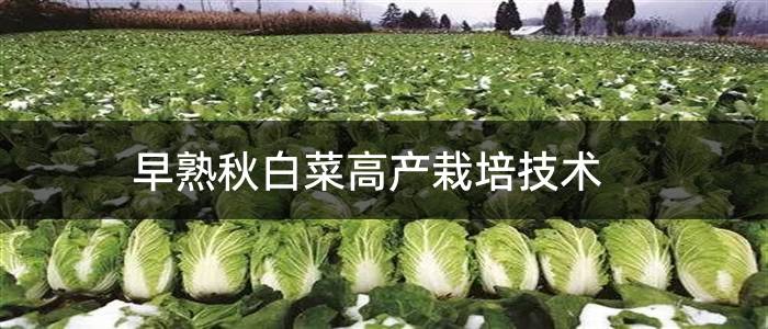 早熟秋白菜高产栽培技术