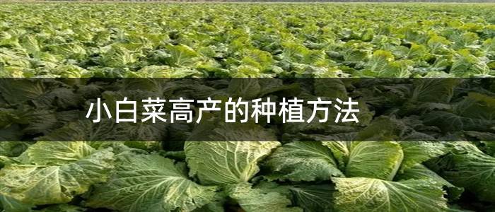 小白菜高产的种植方法