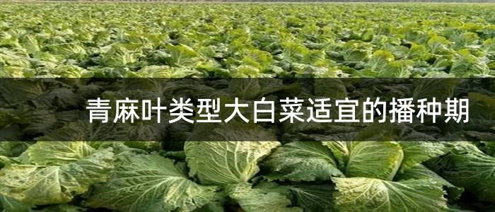 青麻叶类型大白菜适宜的播种期