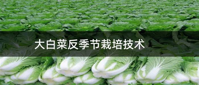 大白菜反季节栽培技术