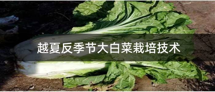 越夏反季节大白菜栽培技术
