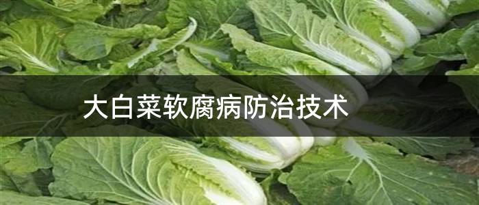 大白菜软腐病防治技术