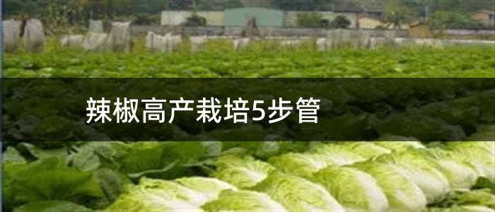 辣椒高产栽培5步管