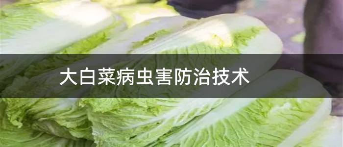 大白菜病虫害防治技术