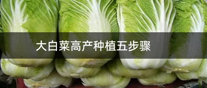 大白菜高产种植五步骤