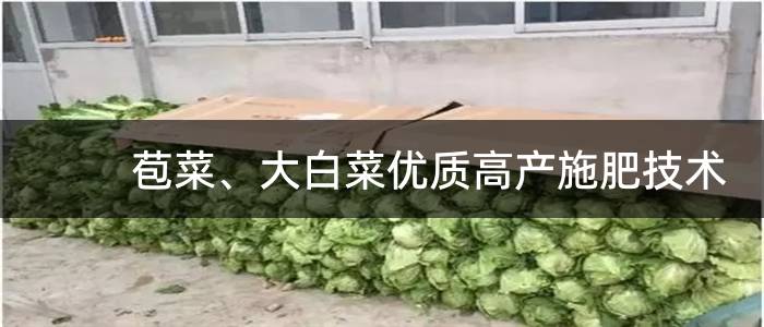 苞菜、大白菜优质高产施肥技术