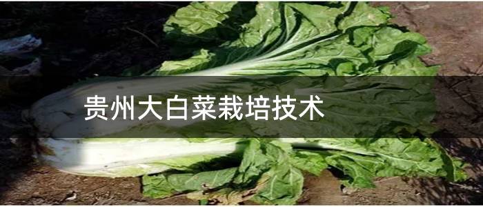 贵州大白菜栽培技术