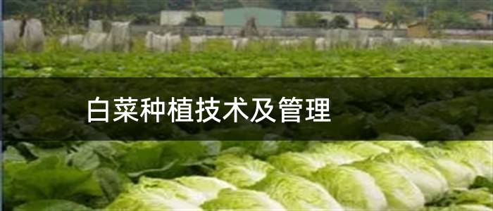 白菜种植技术及管理