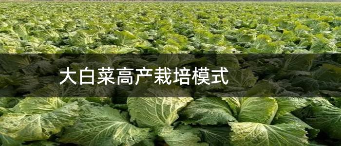 大白菜高产栽培模式