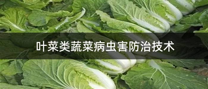 叶菜类蔬菜病虫害防治技术