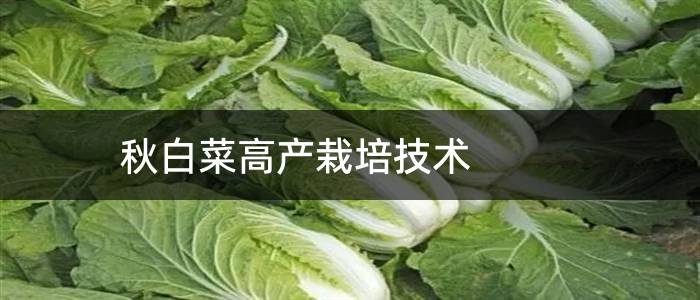 秋白菜高产栽培技术