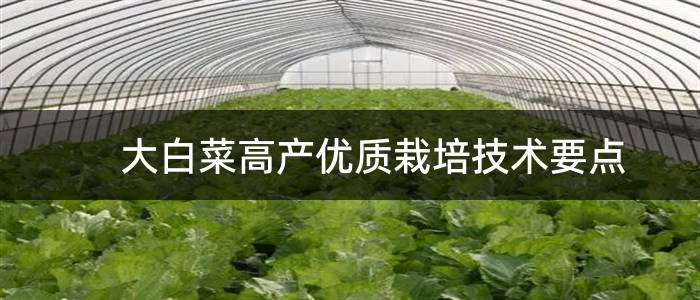 大白菜高产优质栽培技术要点