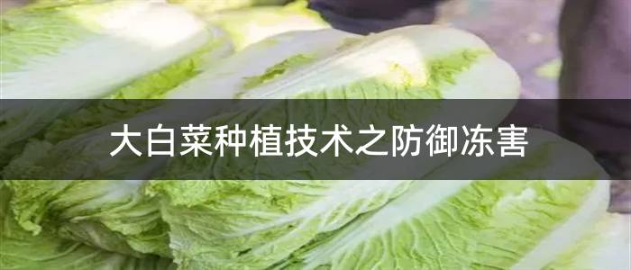 大白菜种植技术之防御冻害