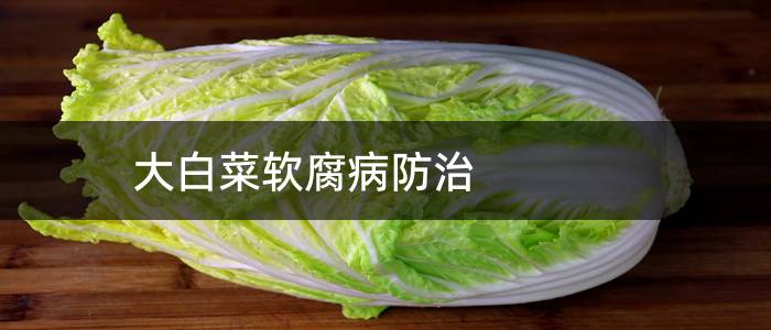 大白菜软腐病防治