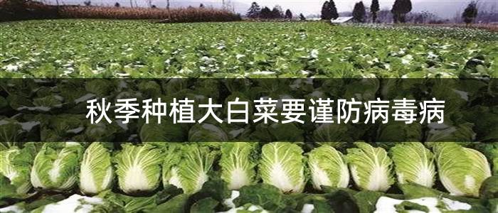 秋季种植大白菜要谨防病毒病