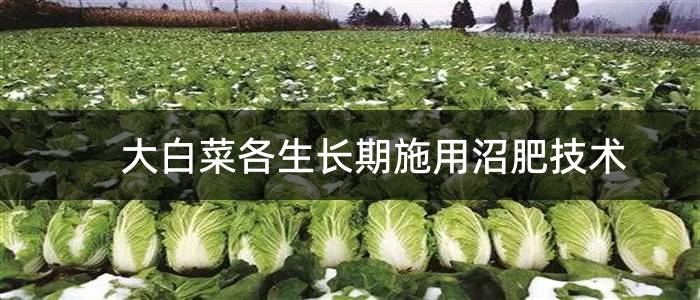 大白菜各生长期施用沼肥技术