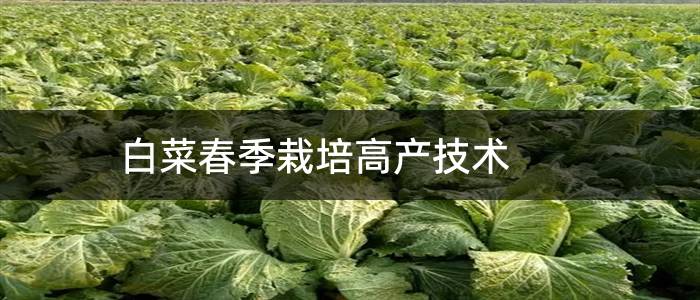 白菜春季栽培高产技术
