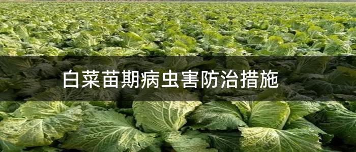 白菜苗期病虫害防治措施